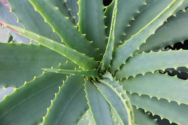 Aloe Vera Plant – Uses & Types