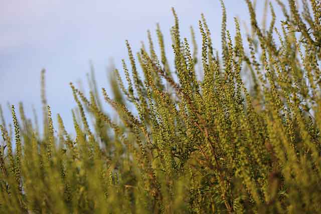 ragweed plant