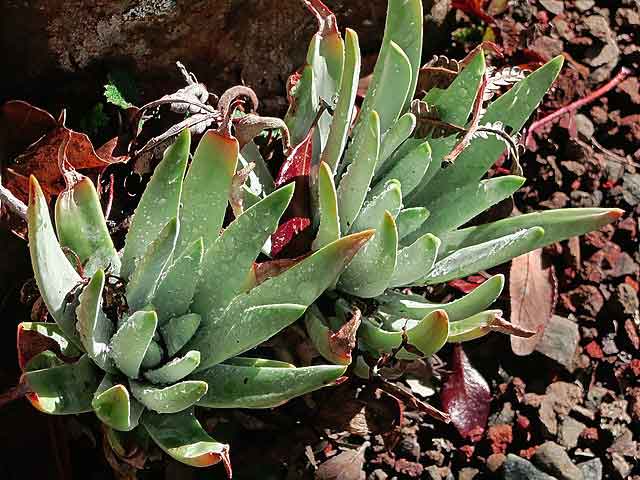 dudleya close up