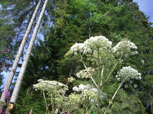 giant hogweed burns