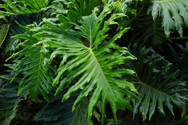 Philodendron plant leaves
