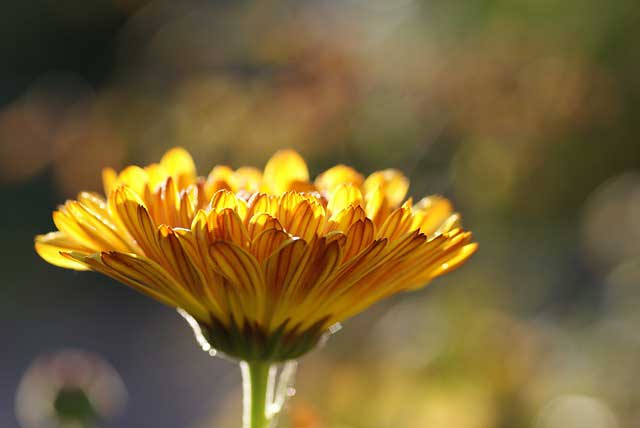 marigold flower close up