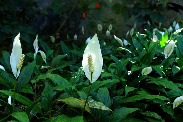 peace lily plant in a garden