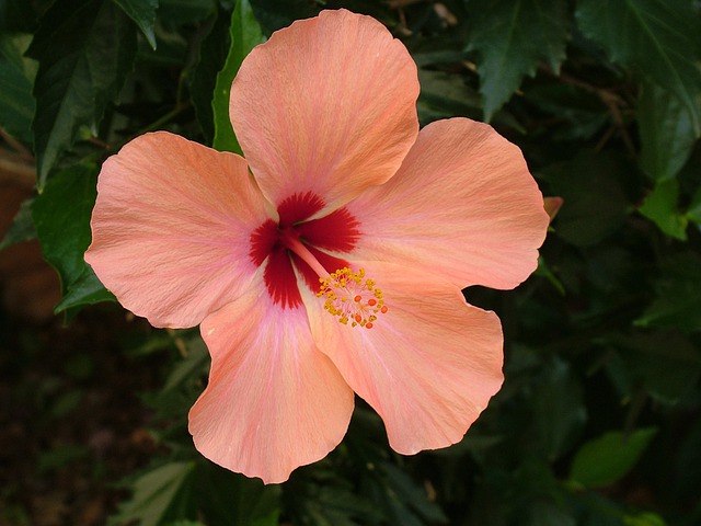 The Benefits of Having a Hibiscus Plant