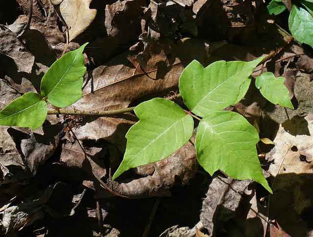 poison ivy blister