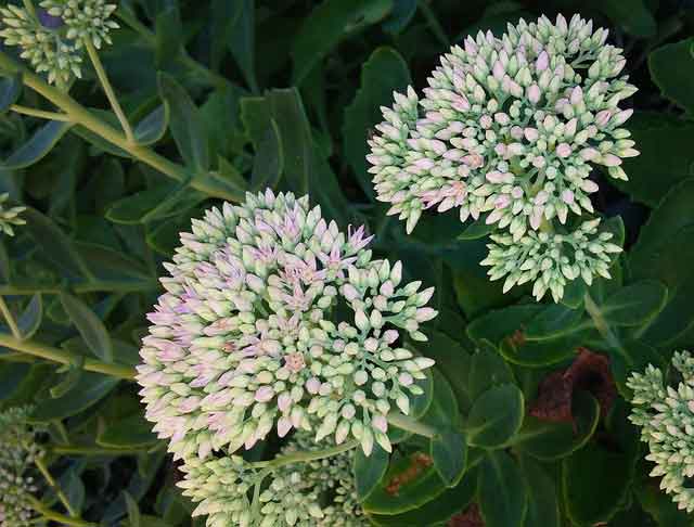stonecrop plant